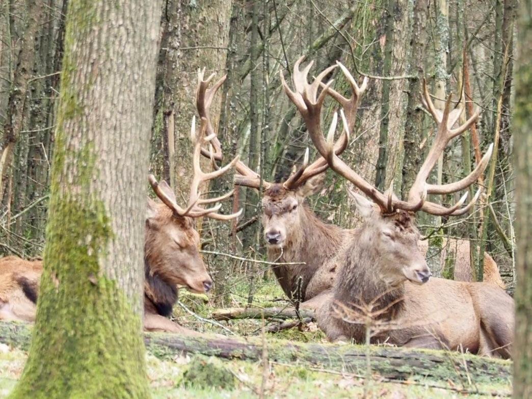 Royal Veluwe Villa Putten Kültér fotó